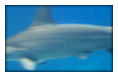 Maui Sharks