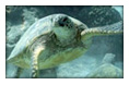 Turtle Town Maui