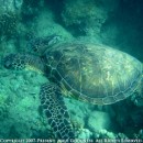 Snorkeling when Pregnant