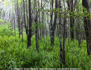 forest