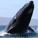 Maui Whale