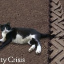 kitty-crisis