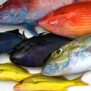 Maui Fishing