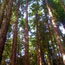 Maui forest