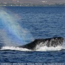 Rainbow Whale Blow