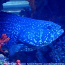 Scuba diving with fish