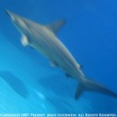 Maui Sharks