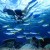 snorkeling maui