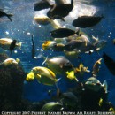 snorkeling with fish