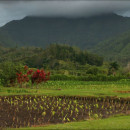 taro
