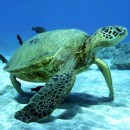Turtles Maui