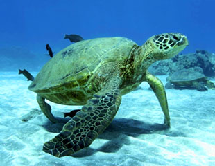 Turtles Maui