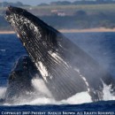 Whales Maui