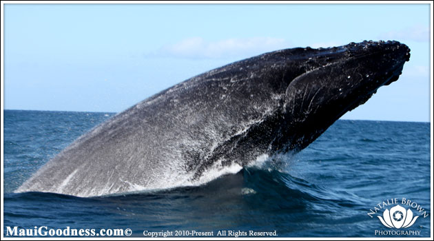 Maui Whales