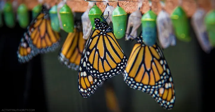 Monarch butterflies emerging beside green chrysalises at the Maui Butterfly Farm