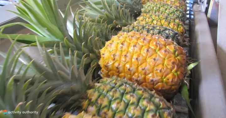 Row of ripe Maui pineapples lined up on the Hāliʻimaile plantation tour