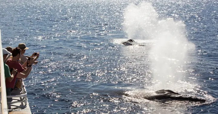 Whale watchers on a boat deck photographing a humpback whale spouting off Maui