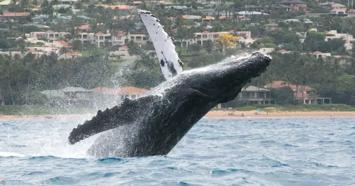Humpback whale breaching out of the water off the South Maui coast