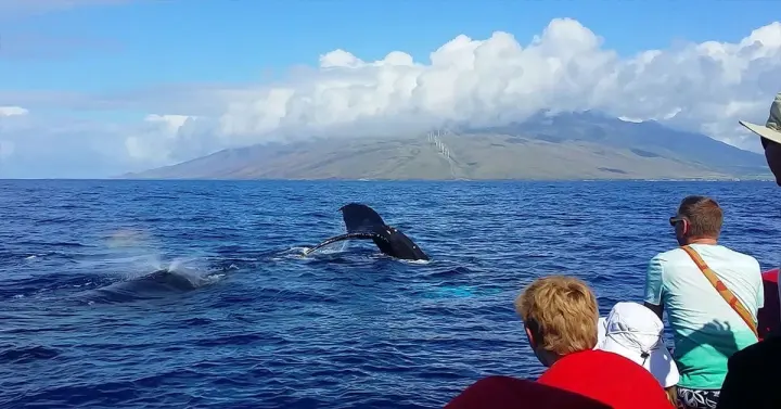 Guests on a raft watching a humpback whale surface near Kihei with the West Maui Mountains behind
