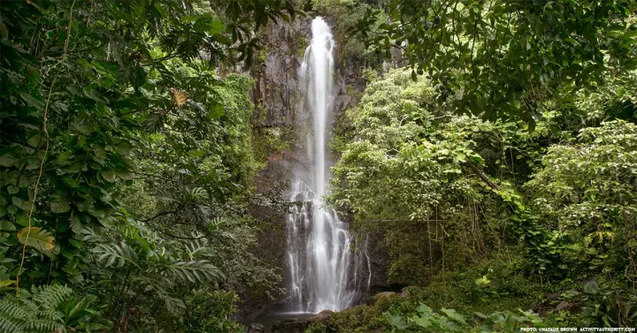 Tall waterfall falling through lush green rainforest along the Road to Hana