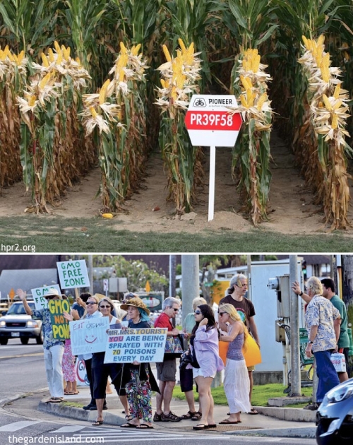 anti gmo kauai county