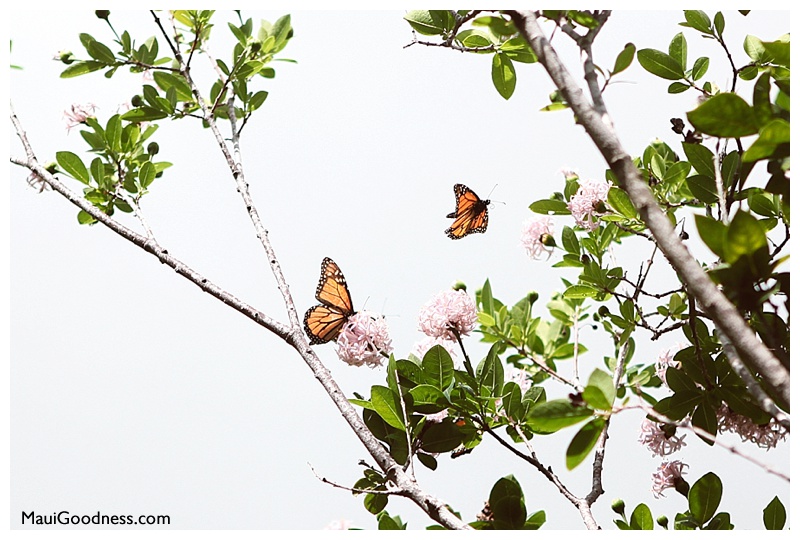 Enchanted Floral Garden butterflies