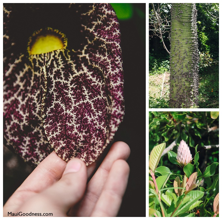 Enchanted Floral Garden Dutchmans pipe