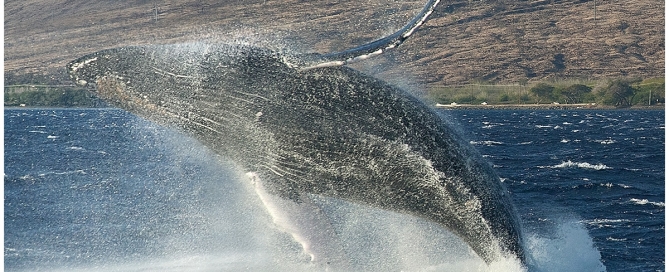 Whale Breach