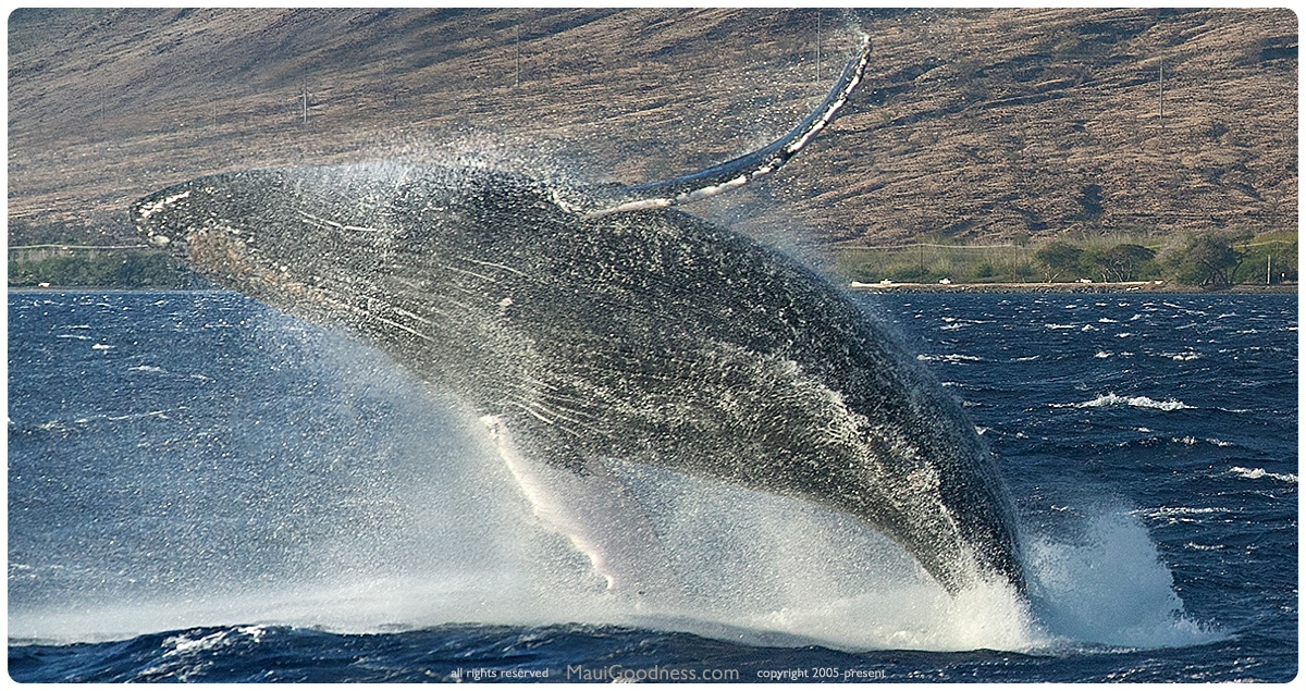 Whale Breach