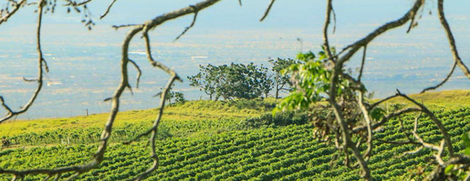 Maui-Tedeschi-Winery-Vineyard