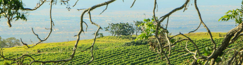 Maui-Tedeschi-Winery-Vineyard