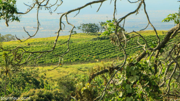 Maui-Tedeschi-Winery-Vineyard