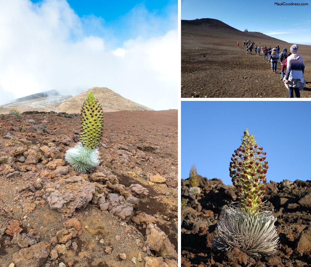 Ahinahina Haleakala Silversword