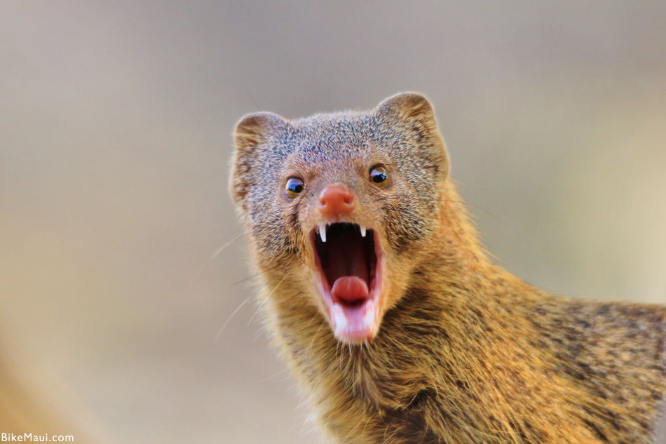 angry mongoose