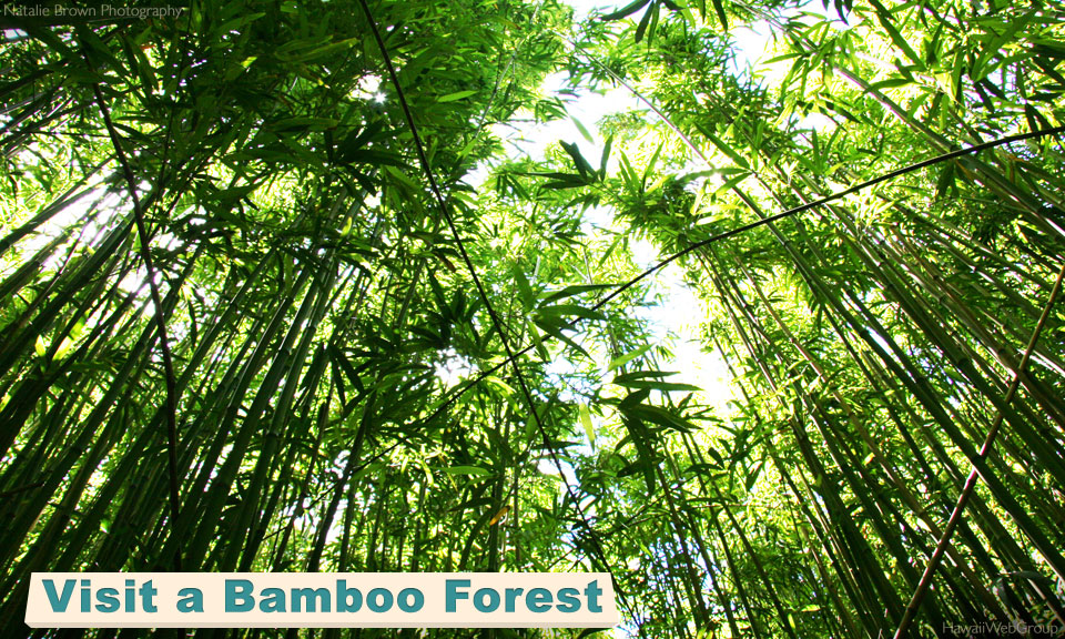 Visit a Bamboo Forest