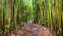 meditation maui