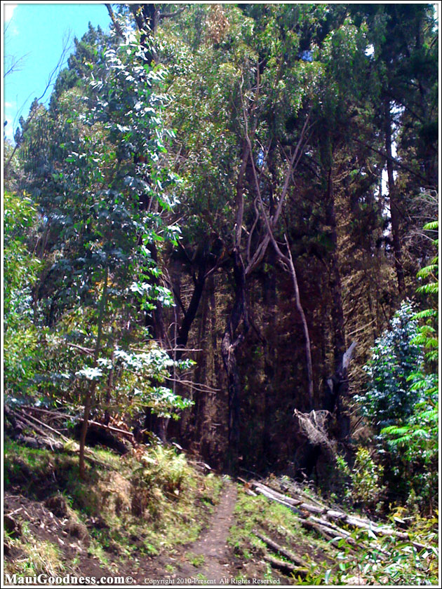 Maui bike trail