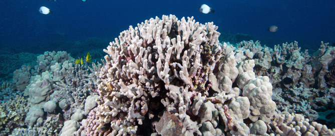 coral bleaching