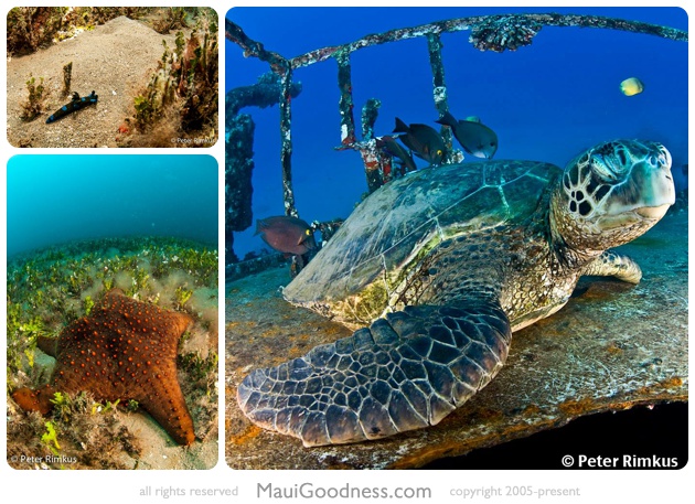 diving sites maui