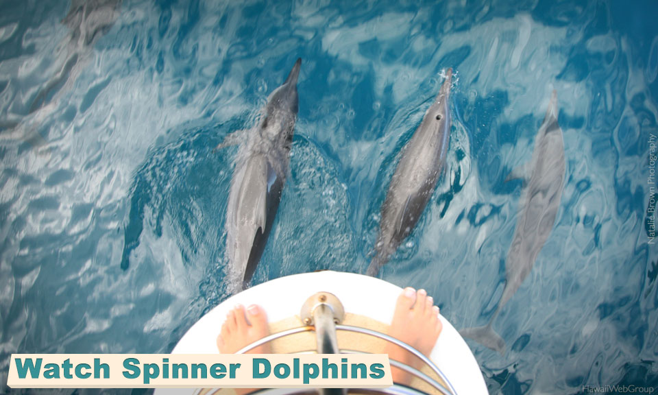 Watch Spinner Dolphins