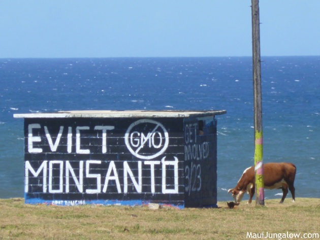 monsanto protests maui