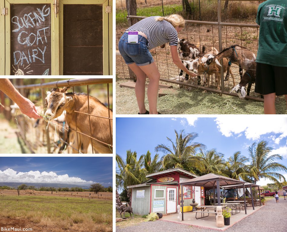 feeding goats Maui