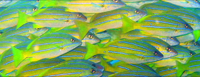 fish molokini