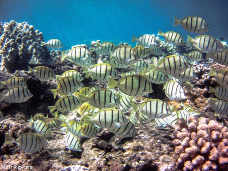 fish reef