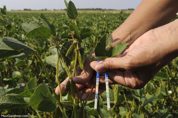 GMO soy crop