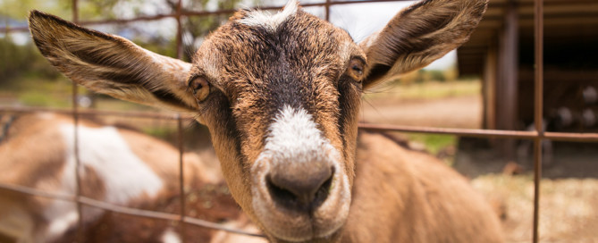 goat Maui Hawaii