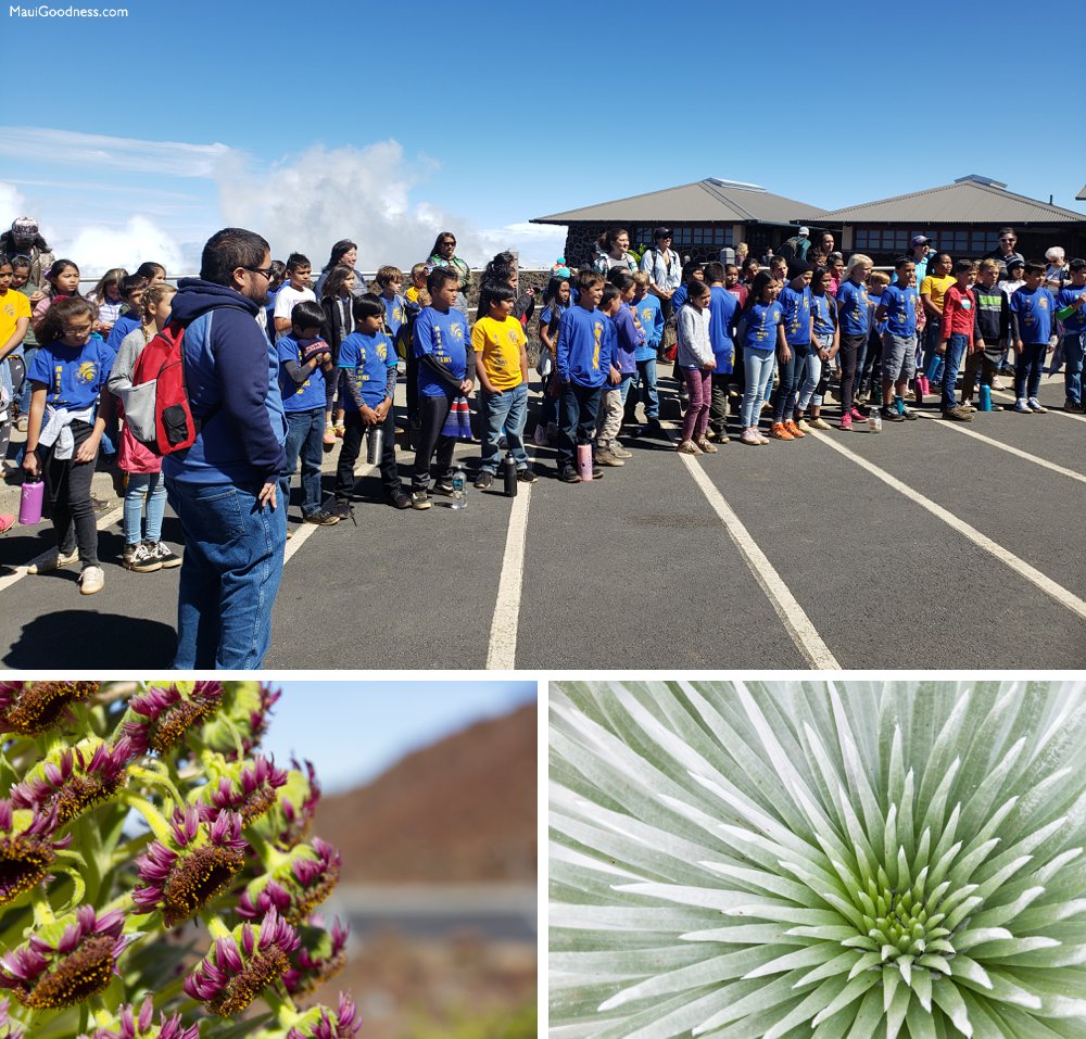 Haleakala students planting