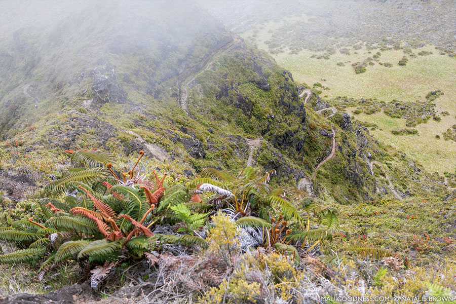 Halemau'u Hiking Trail Maui