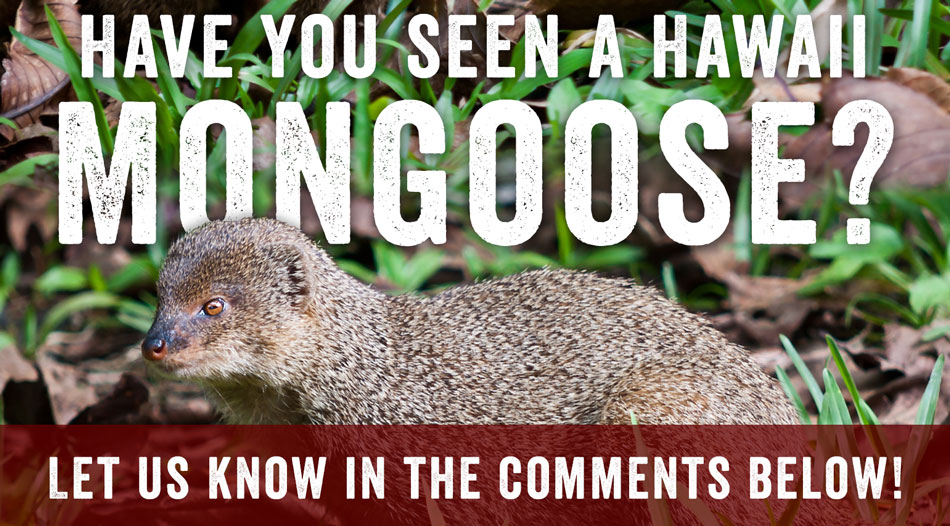 hawaii mongoose comments
