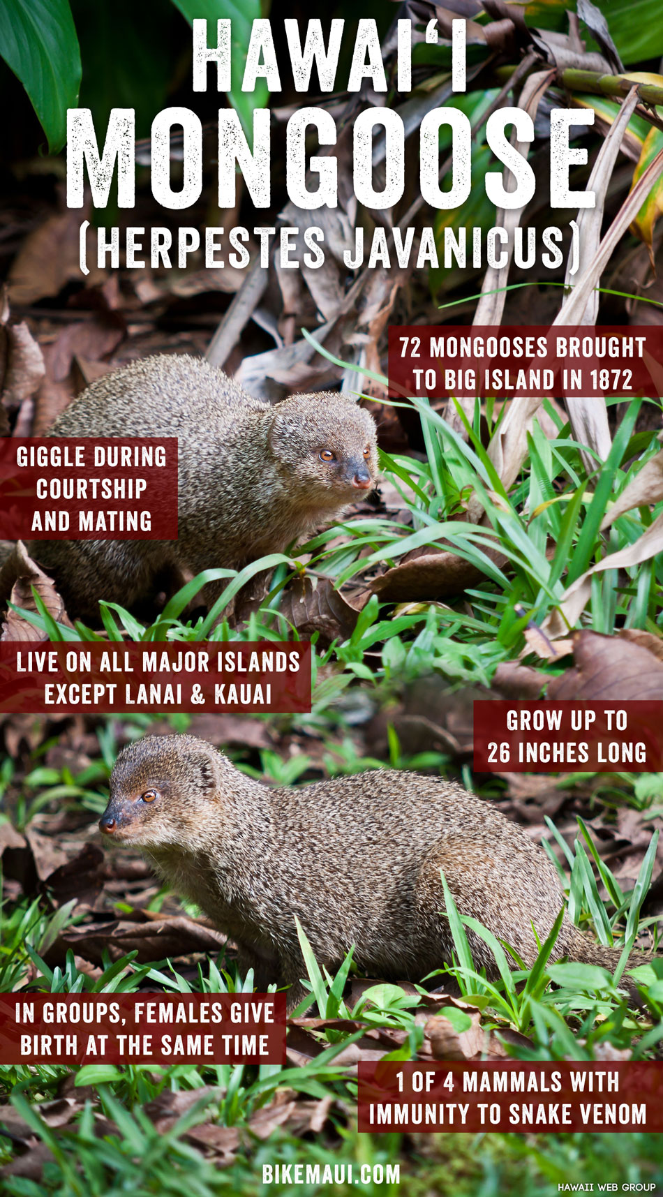 Hawaii Mongoose - Maui Animal of the Month